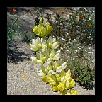 lupinus densiflorus aureus - golden lupine lupinus densiflorus aureus